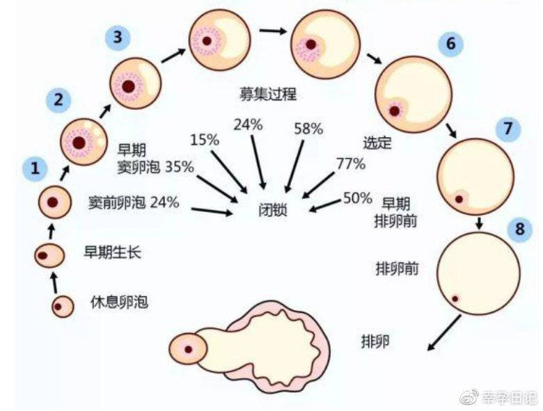 大卫早早孕试纸