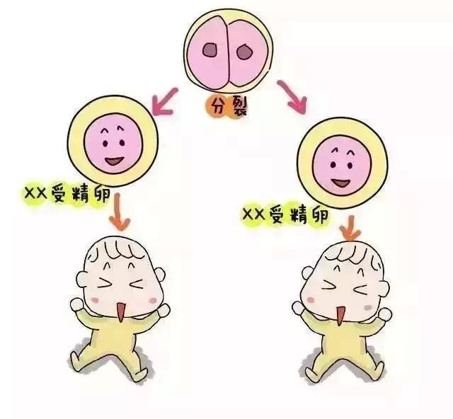 大卫试孕纸