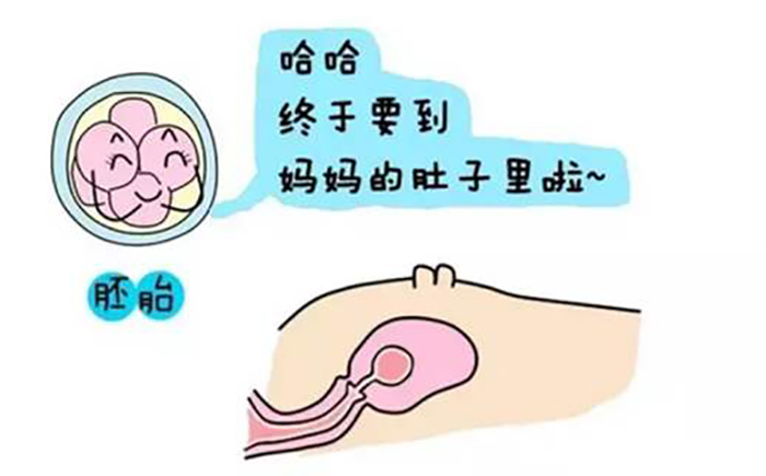 大卫早孕试纸
