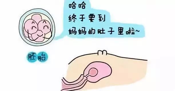 大卫验孕纸