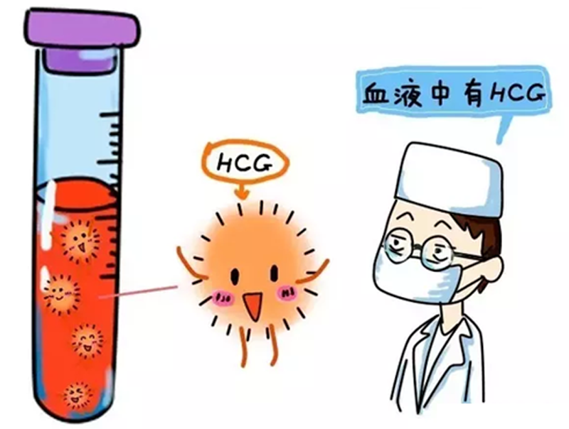 大卫早孕试纸