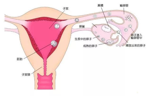 大卫早早孕试纸