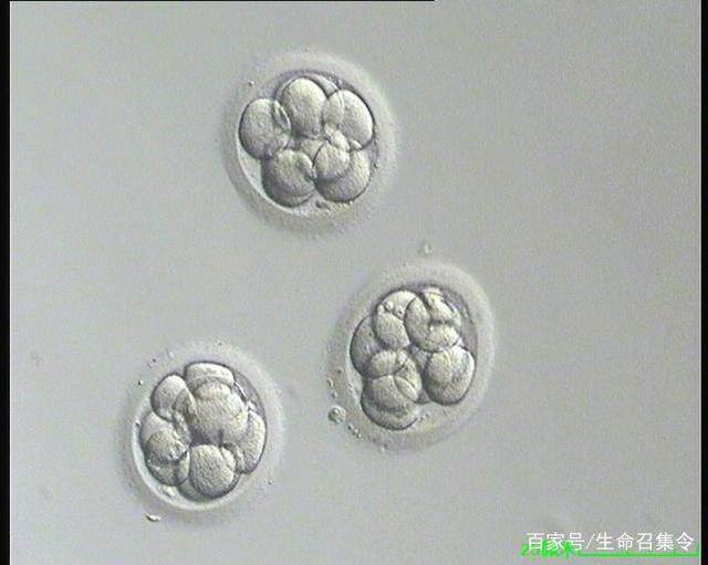 大卫早孕试纸