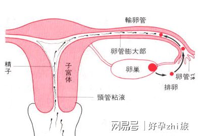 大卫早早孕测试条