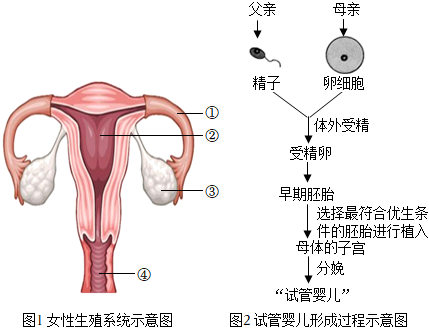 大卫验孕试纸