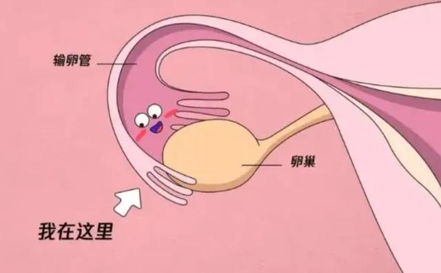 大卫早孕试纸