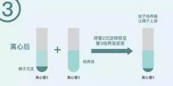 大卫验孕棒一杠一花