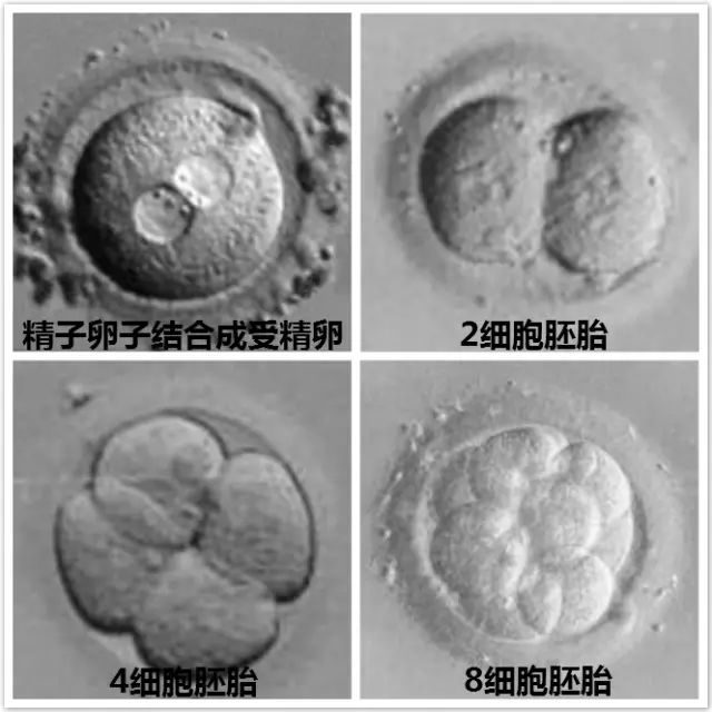 孕妇