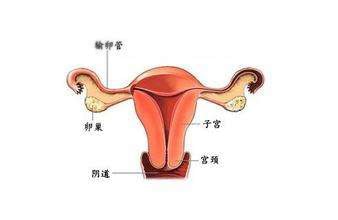 大卫验孕试纸