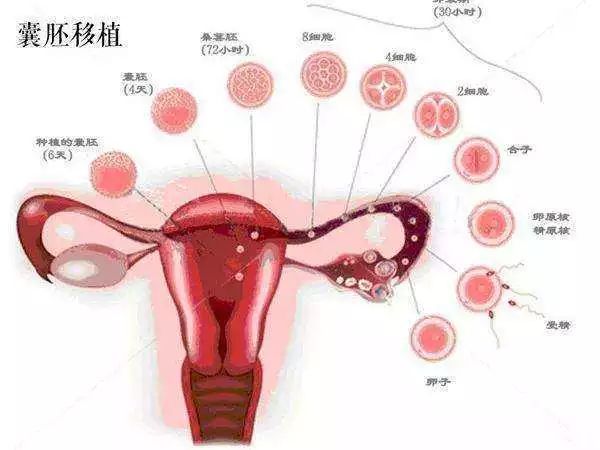大卫早早孕试纸