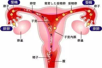 大卫早孕试纸
