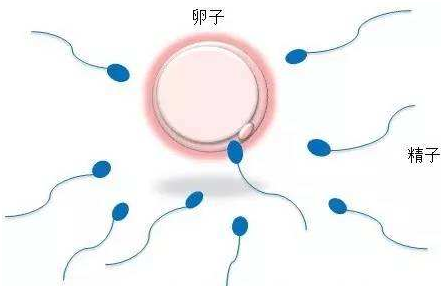 人工授精