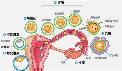 宁波助孕中心